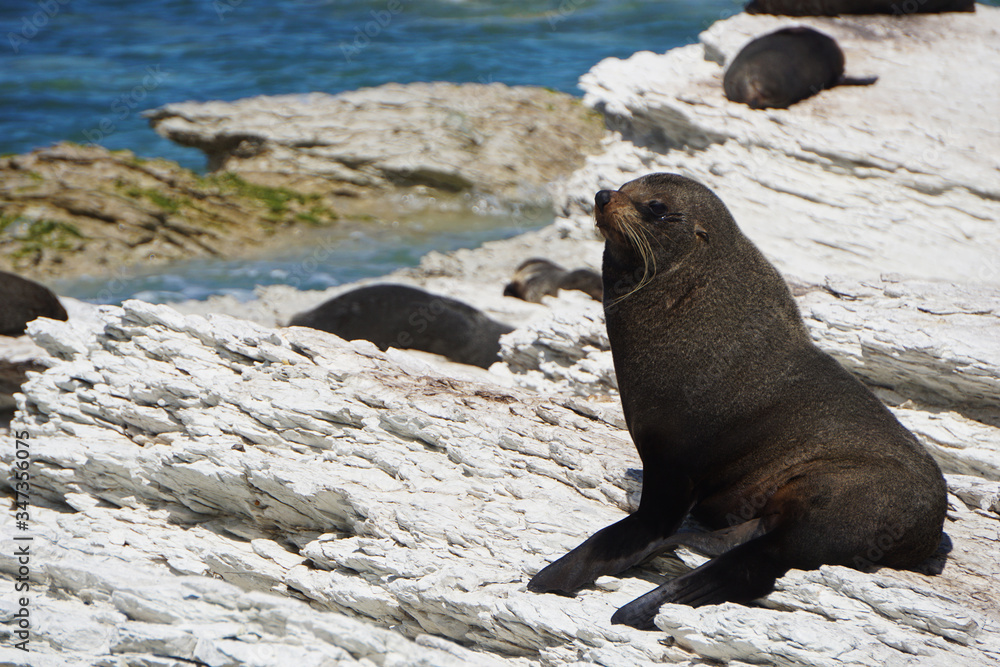 Fototapeta premium Seals resting out of the water