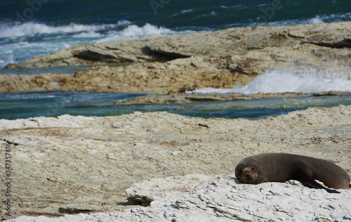 Fur seal sunbathing on a rock