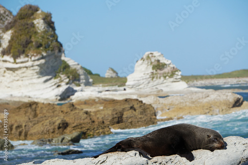 Seal sleeping on a rock