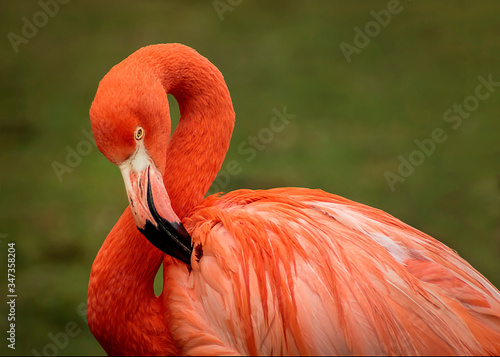 Close up picture of a pink flamingo 