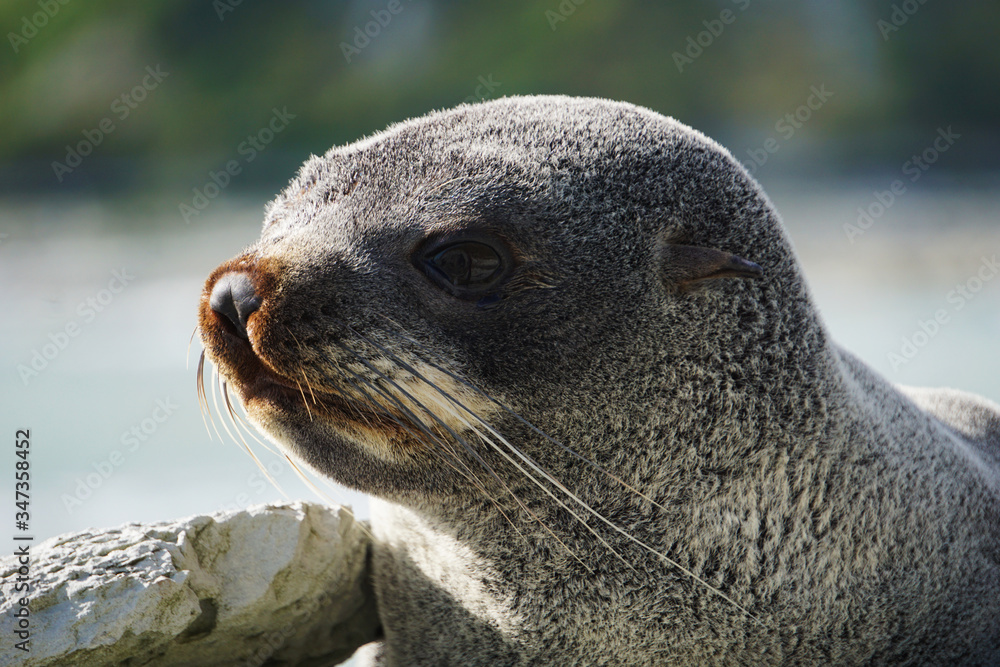 Naklejka premium Closeup of a seal's face