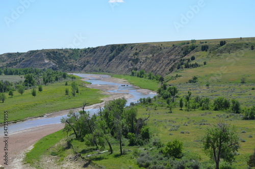 Late Spring in the North Dakota Badlands: Buffalo Stand in Beef Corral Wash on the Little Missouri River in the South Unit of Theodore Roosevelt National Park