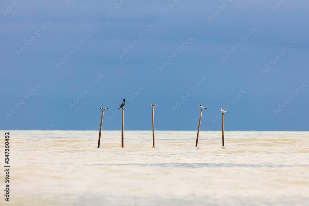 Seabirds perch on bamboo poles that fishermen set up for observation in shallow water. Seabirds perch on bamboo poles that fishermen set up for observation in shallow water.