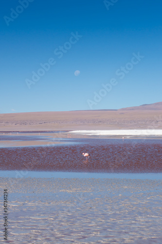 Surreal scene at Laguna Colorada in Bolivia by #darkon (ID: 347361234)