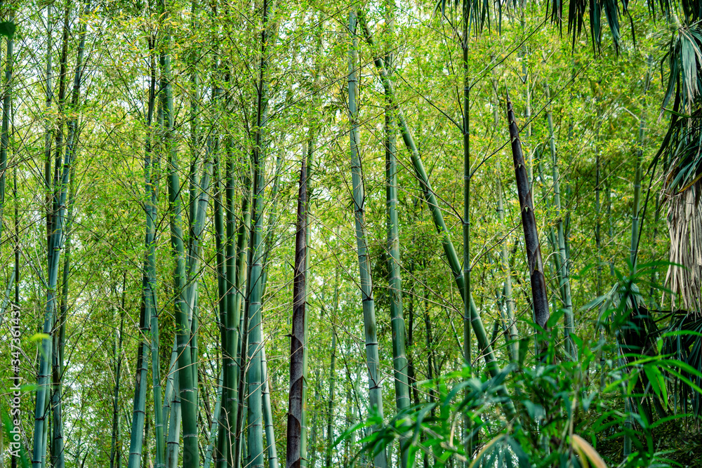 Obraz premium 新しい若竹 成長した竹の子 たけのこ 竹林