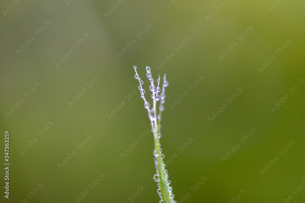 Fototapeta premium 雨の公園に水滴を付いている草