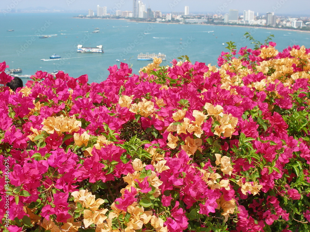 Viewing platform in phuket bougainvillea flowers sea coast from a height . yacht boats on the high seas