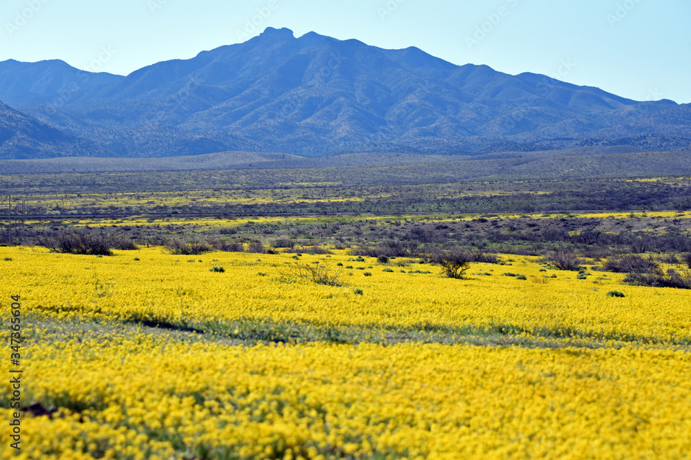 Yellow flowers in the spring in southern Arizona Yellow flowers in the spring in southern Arizona