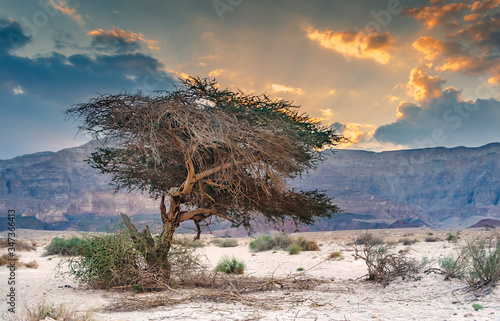 Lonely acacia tree in geological park Timna, Israel