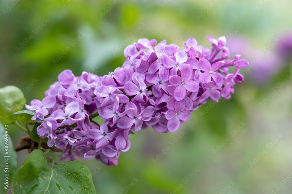 Lilac. Flowering branch of lilac close-up. First flowers. Spring card. Lilac. Flowering branch of lilac close-up. First flowers. Spring card.