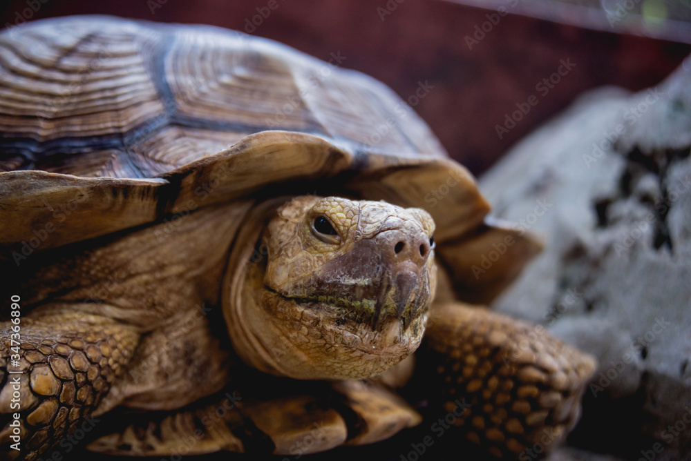 Coahuilan box turtle in the tropic garden. Terrapene Coahuila. Animals Coahuilan box turtle in the tropic garden. Terrapene Coahuila. Animals