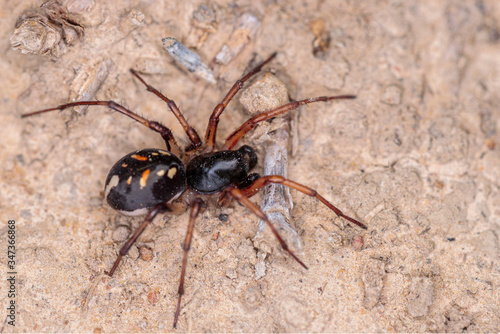 Unidentified Ant spider or Spotted ground spider