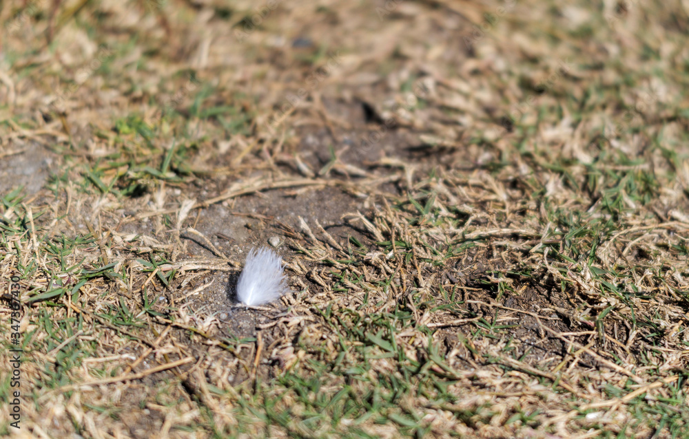 The feathers of a small bird that had fallen in the grass The feathers of a small bird that had fallen in the grass