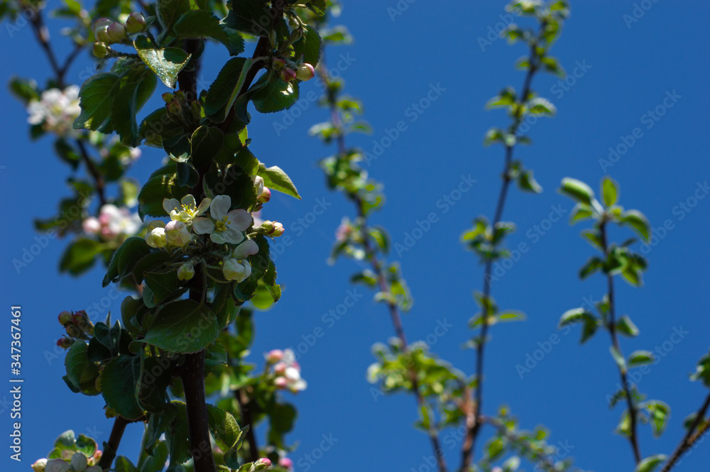 Apple tree branches in spring against the blue sky Apple tree branches in spring against the blue sky