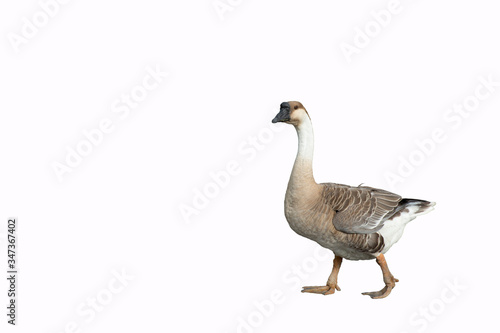 goose isolated on white background