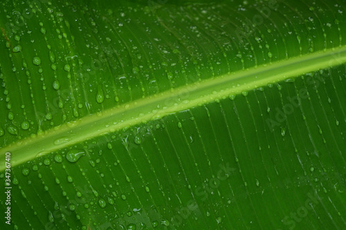 the water drops on the banana leaves.