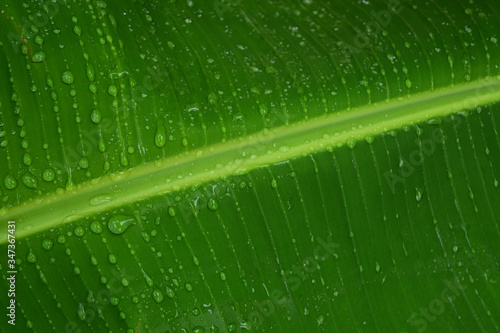 the water drops on the banana leaves.