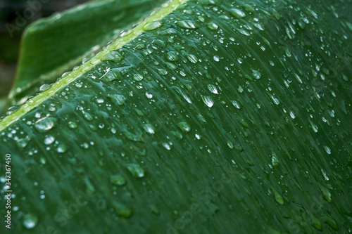 the water drops on the banana leaves.