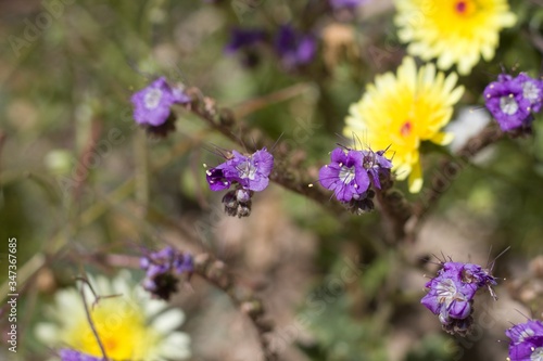 Dark purple blossoms on the annual Notch Leaf Scorpionweed  Phacelia Crenulata  Boraginaceae  native annual on the outskirts of Twentynine Palms  Southern Mojave Desert  Springtime.