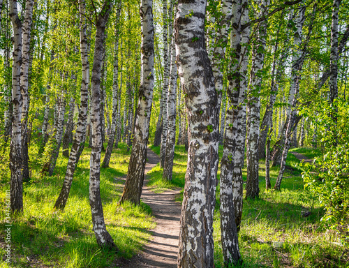 Fototapeta Naklejka Na Ścianę i Meble -  Path in the birch forest. Bright and fabulous birch forest in the sun
