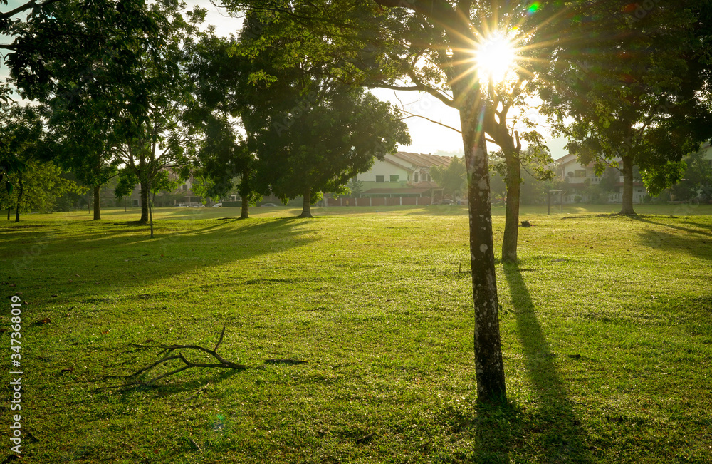 Obraz premium Beautiful green park with trees. Sun rays and flares.