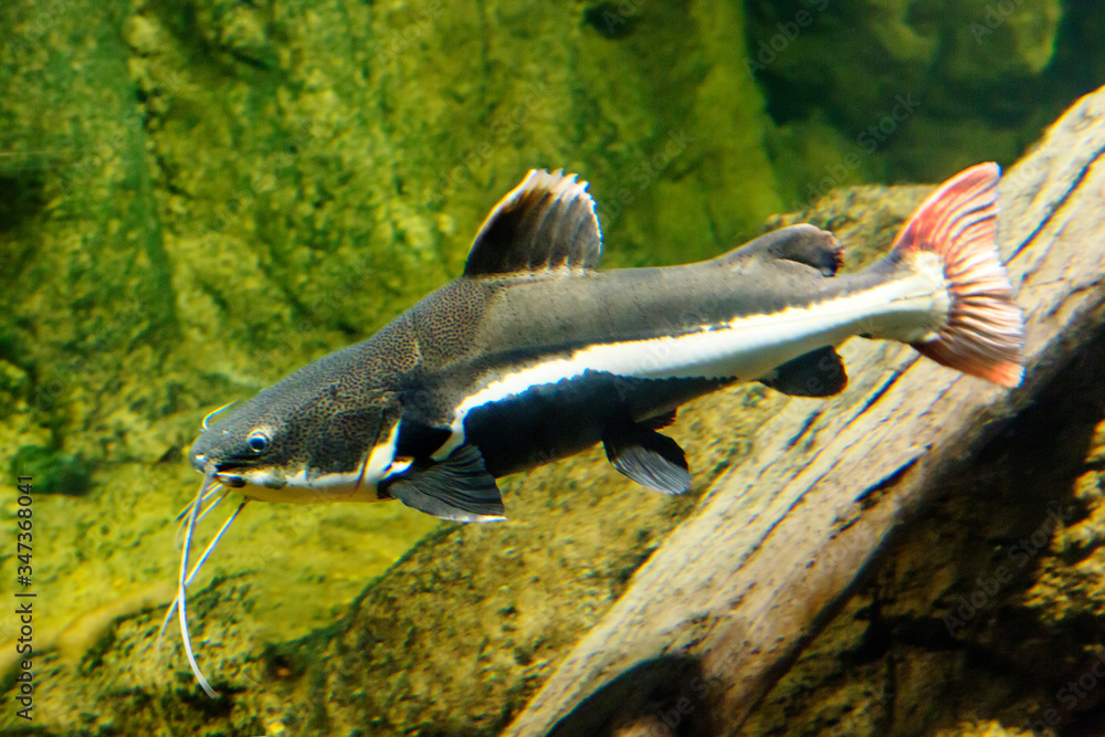 Red-tailed catfish. This fish is also called the river monster, Orinok  catfish, named for the