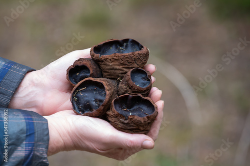 Rare and endangered fungus Sarcosoma globosum. Mushrooms are brown in color and have a velvety surface, are filled with jelly and are used in folk medicine as a means for the treatment of cancer, join