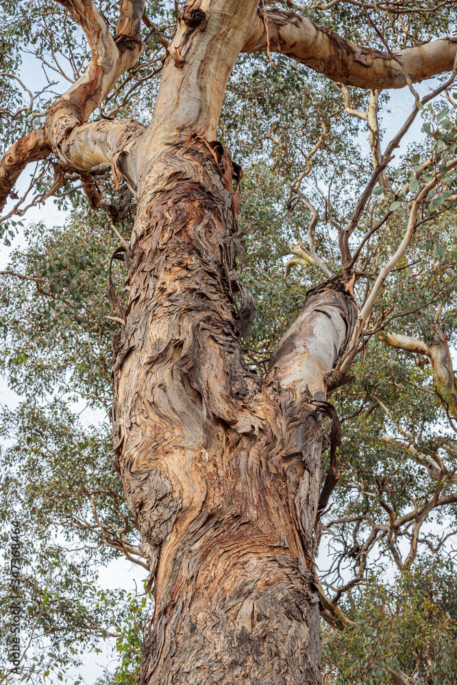 Fototapeta premium Patterns on a Yellow Box eucalyptus