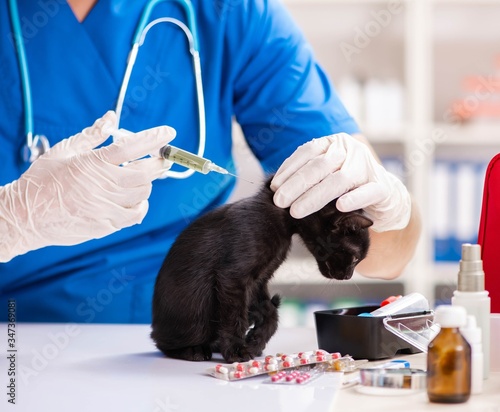 Fototapeta Naklejka Na Ścianę i Meble -  Vet doctor examining kittens in animal hospital