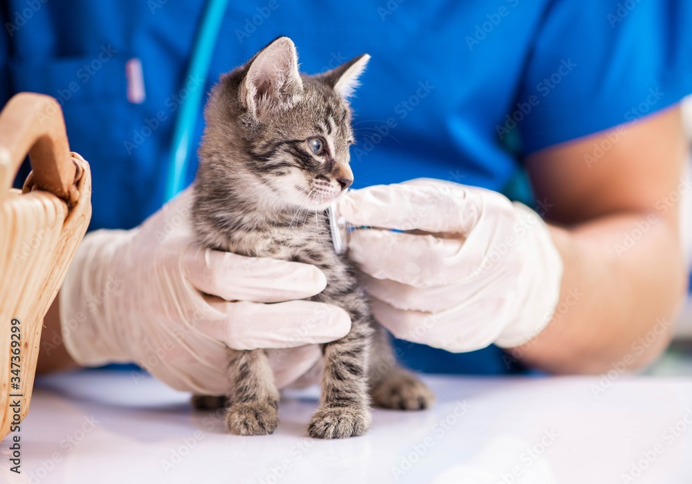 Vet doctor examining kittens in animal hospital Vet doctor examining kittens in animal hospital