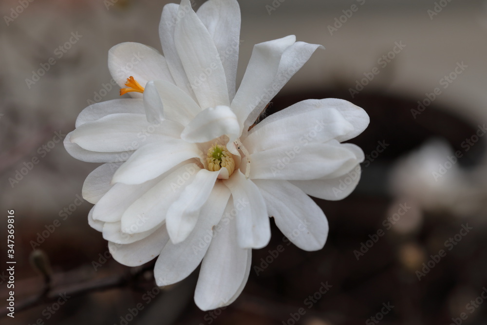 Fototapeta premium White Magnolia flowers in spring season.