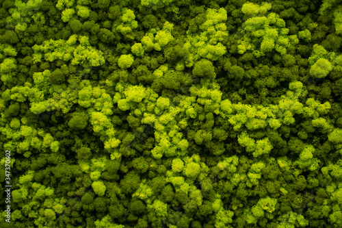 Moss wall, green wall decoration made of natural moss.