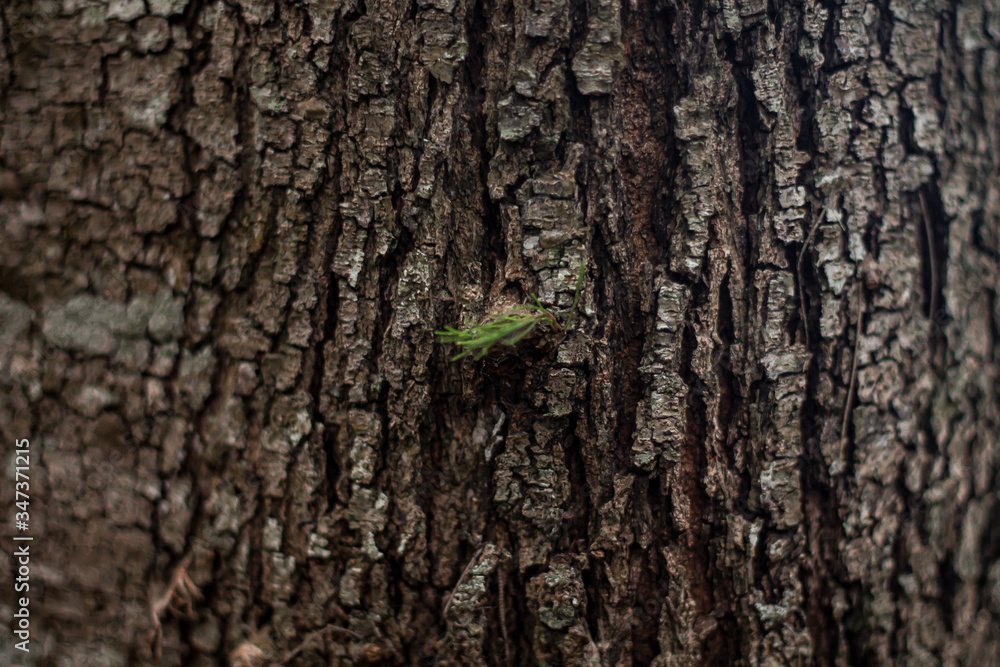 Organic vegetation in the middle of the bark of a tree that offers hope. Organic vegetation in the middle of the bark of a tree that offers hope.