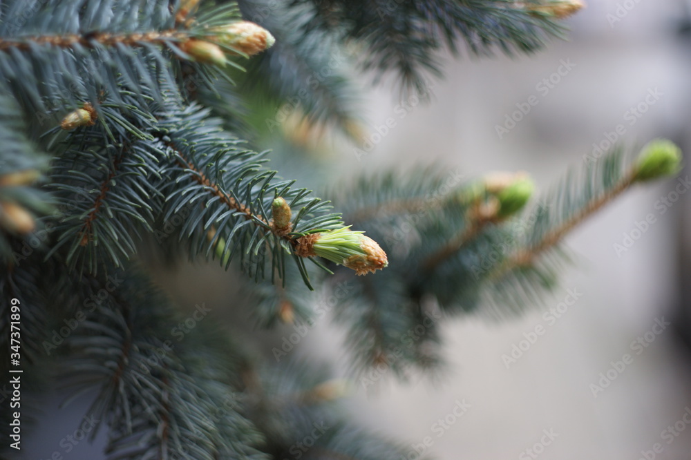 Young pine cone or fir cone in a conifer tree at a Christmas tree (blue spruce) farm. Background of Christmas tree branch