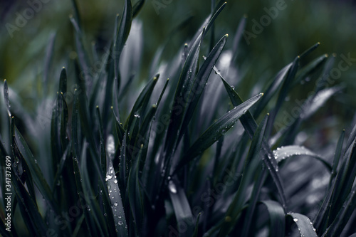 Dark green foliage of a plant with glistening with raindrops. Low key, horizontal background or banner