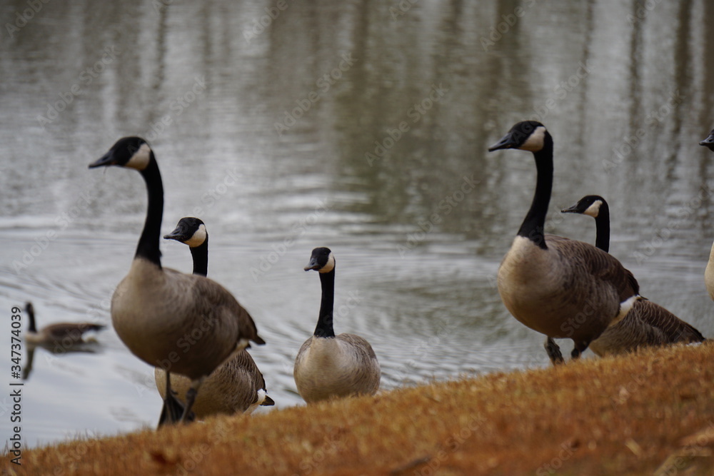 Obraz premium Geese in park