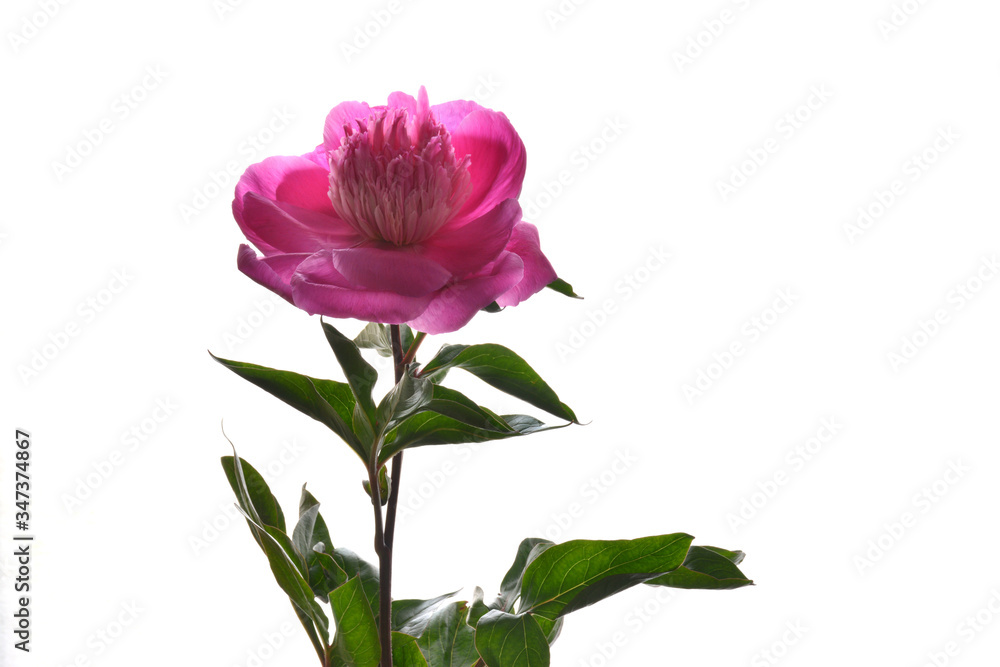 Fototapeta premium Pink peony on a white background 