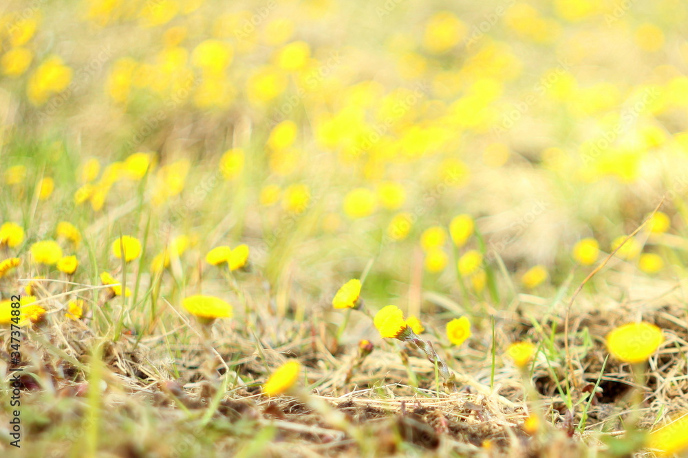 Blurred background. Yellow coltsfoot flowers on a background of dry grass. The first spring plants. Blurred background. Yellow coltsfoot flowers on a background of dry grass. The first spring plants.