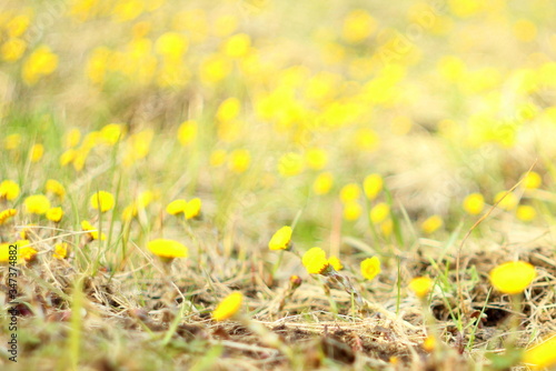 Blurred background. Yellow coltsfoot flowers on a background of dry grass. The first spring plants.
