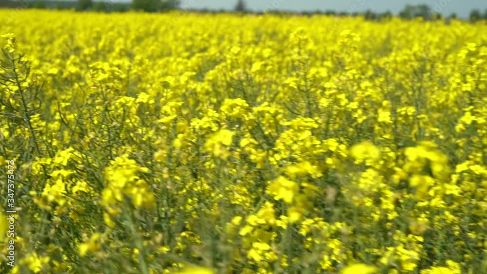 Field of beautiful springtime golden flower of rapeseed closeup on blurred background, canola, colza. Field of beautiful springtime golden flower of rapeseed closeup on blurred background, canola, colza.