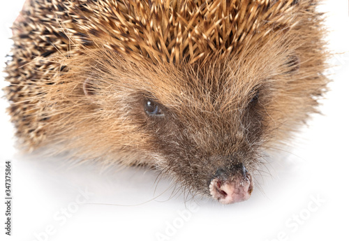European hedgehog in studio