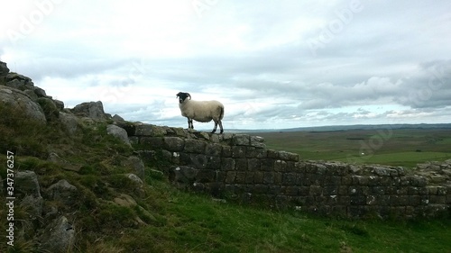 Fotografija Side View Of Sheep On Hadrian Wall Against Cloudy Sky