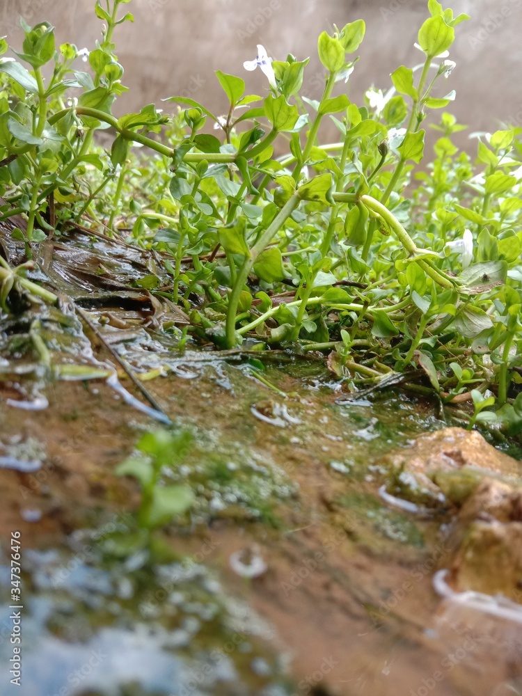 Natural, Plant, Grass, Water, Soil, Nature Natural, Plant, Grass, Water, Soil, Nature