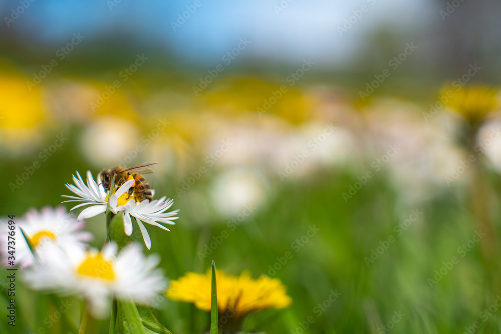 Swedish Spring and Summer Flower Bed Macro Landscape Scene. White and Yellow English Daisy and Dandelion Flower Fields. 