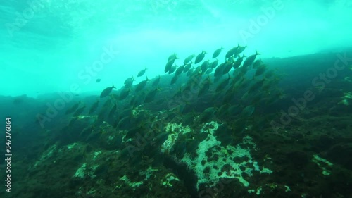 Wallpaper Mural Fish swimming underwater by coral reef, aquatic marines moving undersea - Azores, Portugal Torontodigital.ca