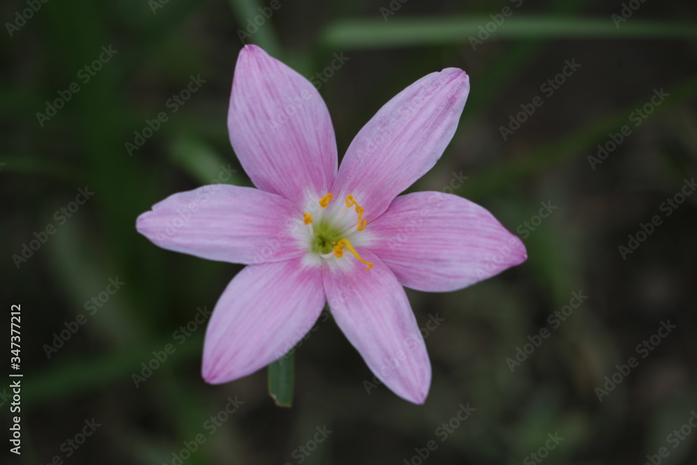 pink and white flower pink and white flower