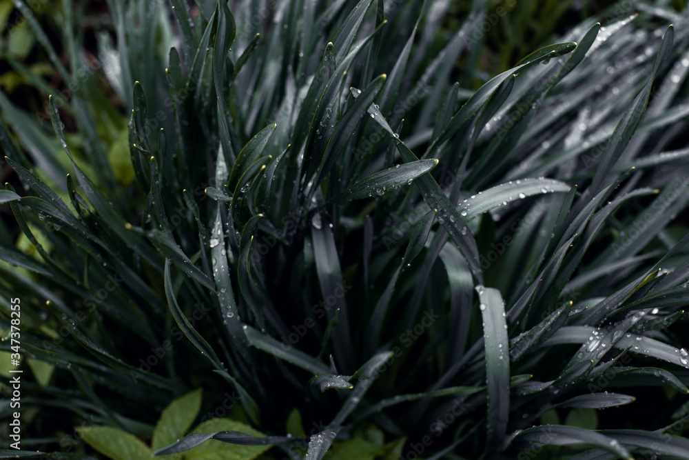 raindrops on dark foliage nature background. Low key, horizontal background or banner. raindrops on dark foliage nature background. Low key, horizontal background or banner.