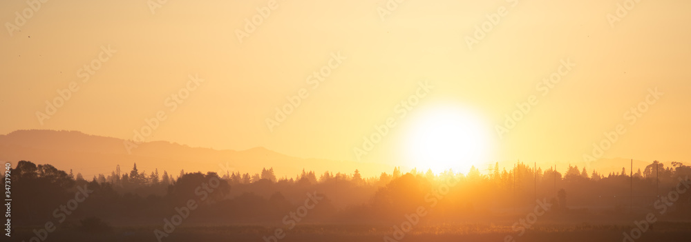 Fototapeta premium Forest is filled with the warm light of the sunset 