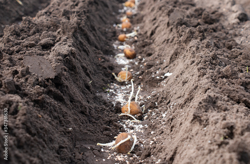 planting potatoes in spring in the beds on the field