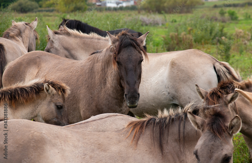 Konik Horses wild horses herd in the meadow Konik Horses wild horses herd in the meadow